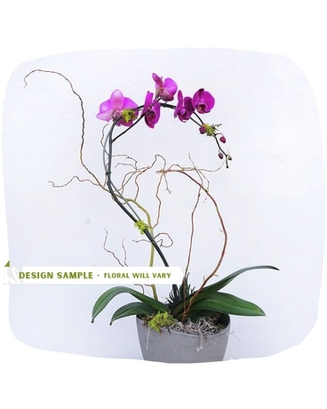 Custom Orchid Plant Plant