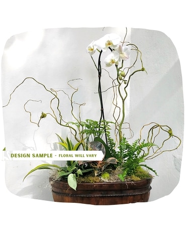 Premium Orchid Garden Plant