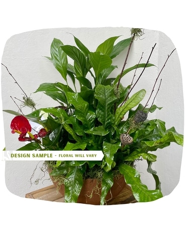 Lush Showcase Garden Dish Garden Plant