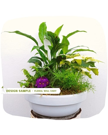 European Garden Plant